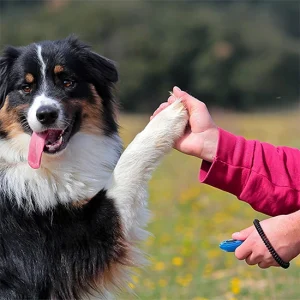 кликер за дресирање кучиња kliker za dresiranje kucinja